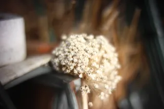 KOWA SUPER PROMINAR-16 50mm f1.2 Eiki 16mm (DIY) - 00002031.webp