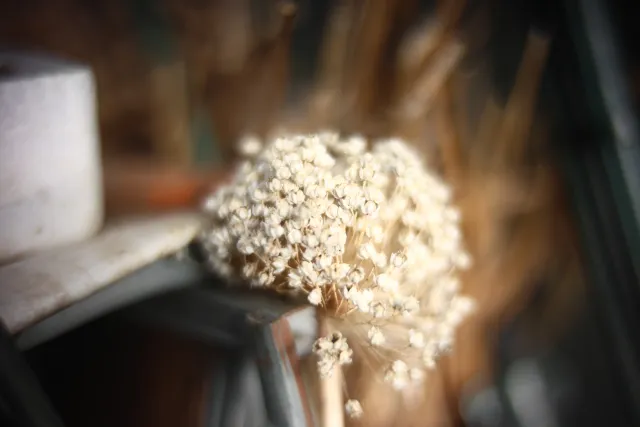 KOWA SUPER PROMINAR-16 50mm f1.2 Eiki 16mm (DIY) - 00002031.webp