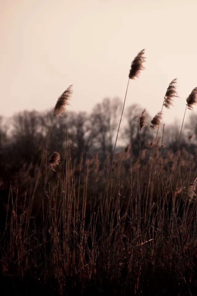 Spiratone Plura-Coat SharpShooter-S 400mm f6.3 (T2-M42) - 00005353.webp