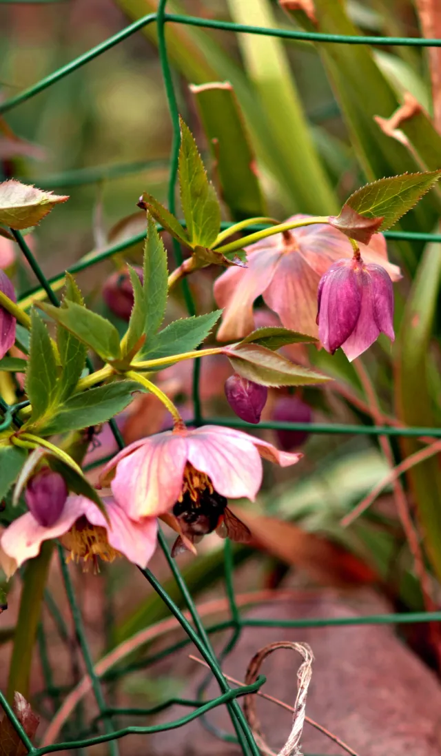 Olympus E-Zuiko Auto-T 135mm f3.5 (Olympus OM) - 00005372.webp