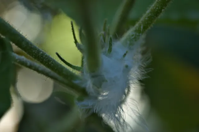 Meyer-Optik Görlitz Primagon 35mm f4.5 (M42) - 00000260.webp