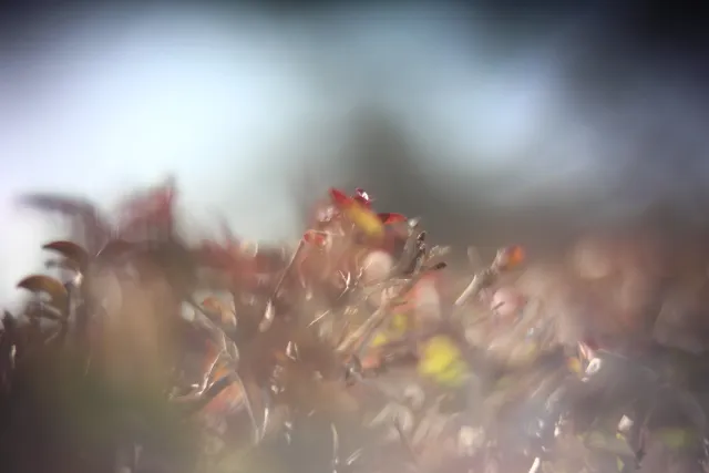 KOWA SUPER PROMINAR-16 50mm f1.2 Eiki 16mm (DIY) - 00001979.webp