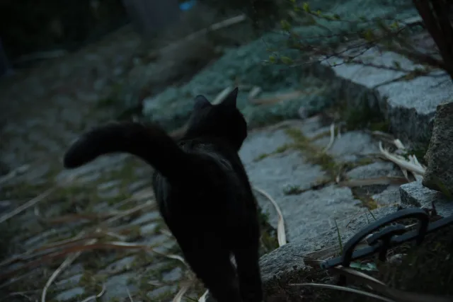 Vivitar 28-85mm f3.5-4.5 MC Macro Focusing Zoom (Olympus OM) - 00005471.webp