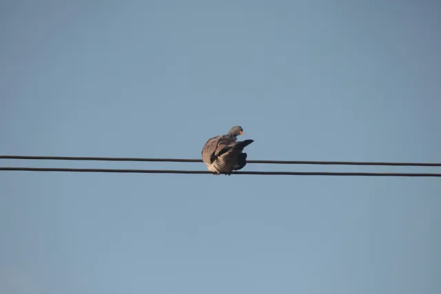 Spiratone Plura-Coat SharpShooter-S 400mm f6.3 (T2-M42) - 00005281.webp