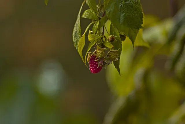 Pentacon 200mm f4  G.D.R.  (M42) - 00000038.jpg