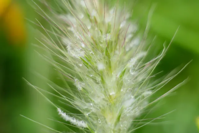 Carl Zeiss Jena DDR Pancolar Electric 50mm f1.8 (M42) - 00004550.webp