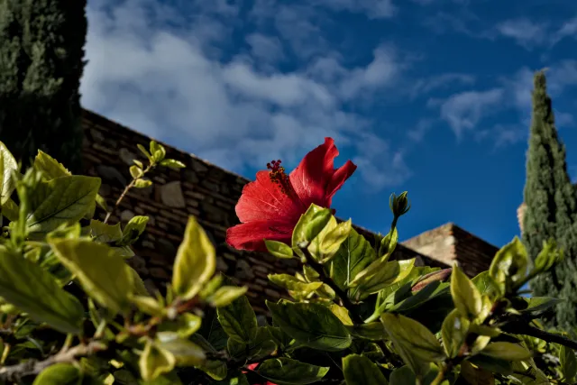 Meyer-Optik Görlitz Primagon 35mm f4.5 (M42) - 00001163.webp