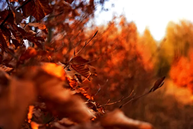 Kilfitt Makro-Kilar D f2.8 40mm (EXA) - 00005315.webp