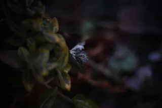 KOWA SUPER PROMINAR-16 50mm f1.2 Eiki 16mm (DIY) - 00002067.webp