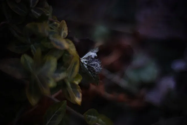 KOWA SUPER PROMINAR-16 50mm f1.2 Eiki 16mm (DIY) - 00002067.webp