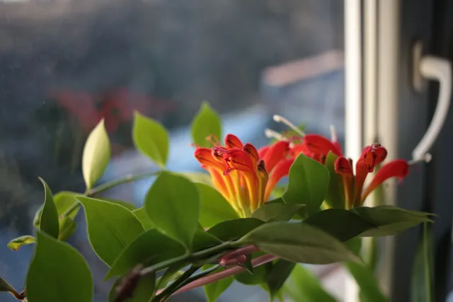 Yashica Lens ML 28mm f2.8 (CY) - 00004946.webp