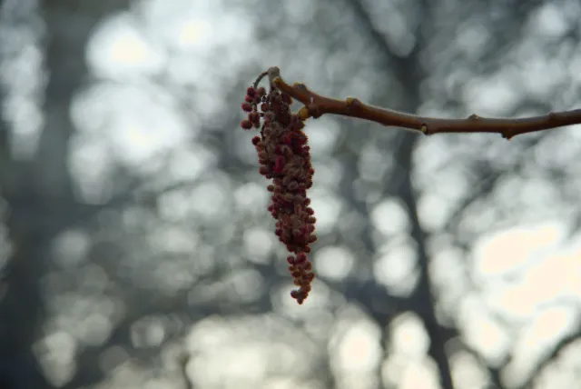 Vivitar 28-85mm f3.5-4.5 MC Macro Focusing Zoom (Olympus OM) - 00005464.webp