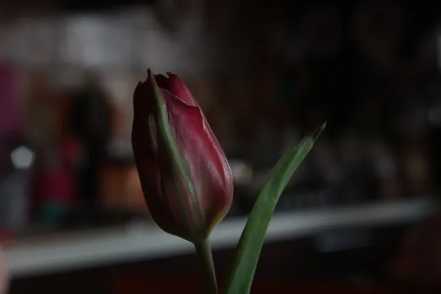 Formula 5 Gold Crown Macro Zoom 60-150mm f4 MC (M42) - 00005030.webp