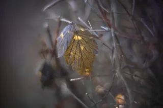 KOWA SUPER PROMINAR-16 50mm f1.2 Eiki 16mm (DIY) - 00002090.webp