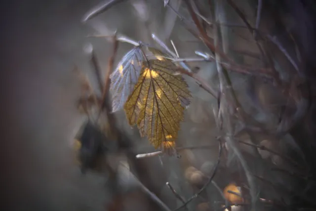 KOWA SUPER PROMINAR-16 50mm f1.2 Eiki 16mm (DIY) - 00002090.webp