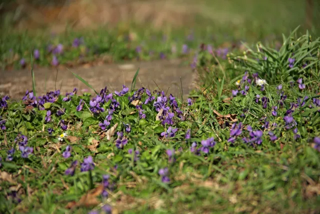 Vivitar Series 1 28-105mm f2.8-3.8 VMC Macro (Olympus OM) - 00005533.webp