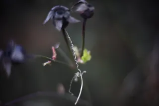 KOWA SUPER PROMINAR-16 50mm f1.2 Eiki 16mm (DIY) - 00002064.webp