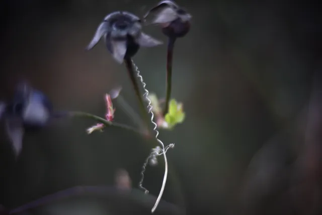 KOWA SUPER PROMINAR-16 50mm f1.2 Eiki 16mm (DIY) - 00002064.webp