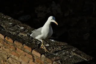 Tamron 28-300mm F3.5-6.3 (EF) - 00001208.webp