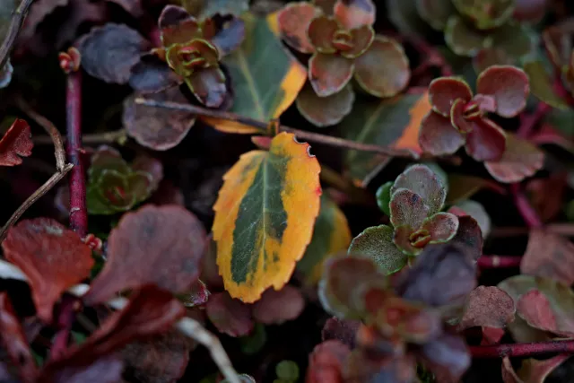 Carl Zeiss Jena Tessar 50mm f2.8 (M42) - 00005105.webp