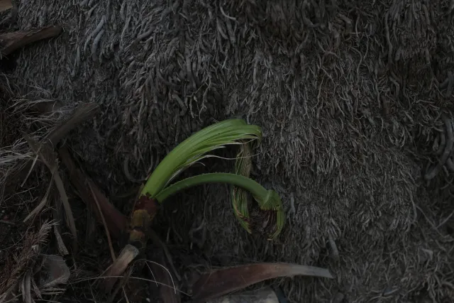 Canon FD 50mm f1.4 SSC (FD) - 00003295.webp