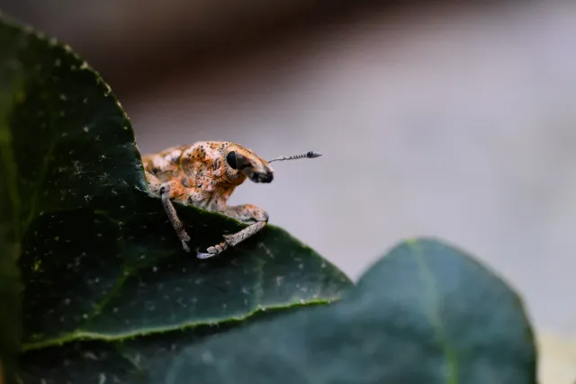 Tamron SP AF 90mm F2.8 Di Macro (EF) - 00002541.webp