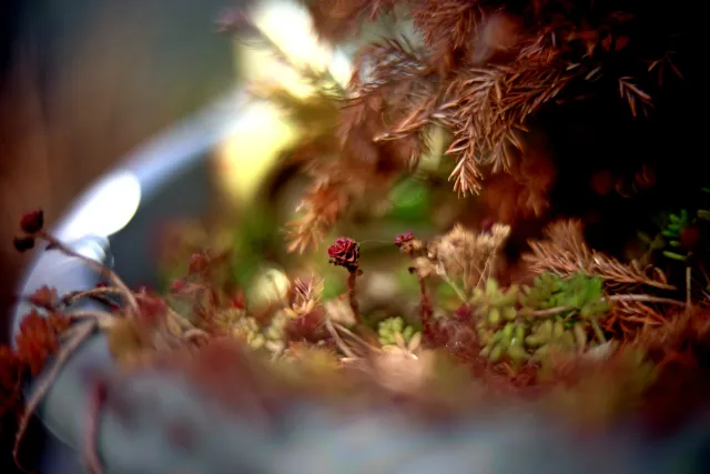 KOWA SUPER PROMINAR-16 50mm f1.2 Eiki 16mm (DIY) - 00002081.webp