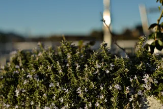 Zenith Helios-77M-4 50mm f1.8 VOMZ (M42) - 00000682.webp