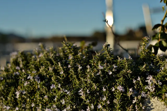 Zenith Helios-77M-4 50mm f1.8 VOMZ (M42) - 00000682.webp