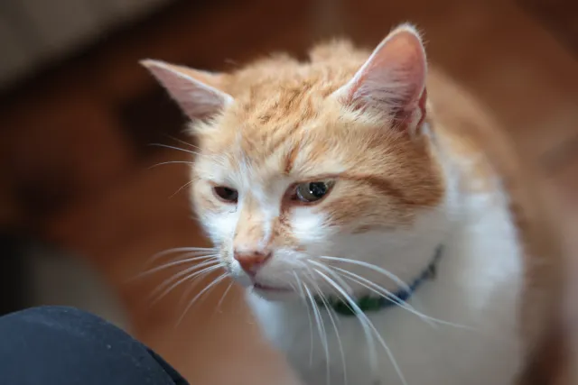 Asahi Opt. Co. SMC Pentax-M 50mm f1.7 (Pentax-K) - 00004731.webp