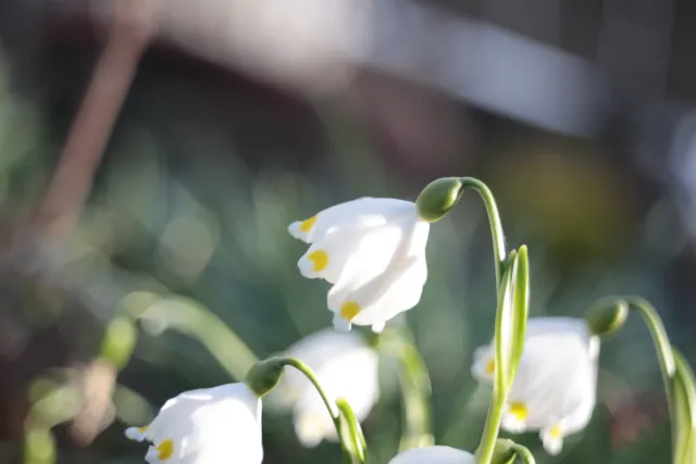 Kilfitt Makro-Kilar D f2.8 40mm (EXA) - 00005288.webp