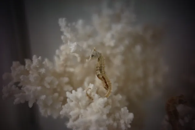 KOWA SUPER PROMINAR-16 50mm f1.2 Eiki 16mm (DIY) - 00003237.webp