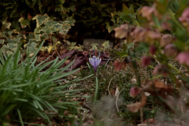 Olympus E-Zuiko Auto-T 135mm f3.5 (Olympus OM) - 00005371.webp