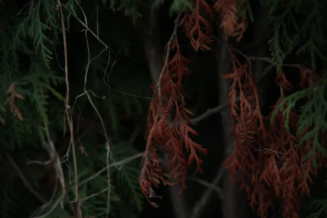 Vivitar 28-85mm f3.5-4.5 MC Macro Focusing Zoom (Olympus OM) - 00005470.webp