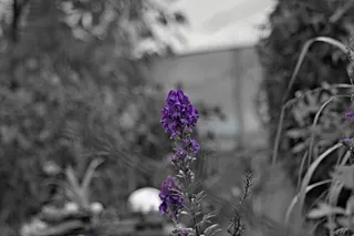 Pentacon 200mm f4  G.D.R.  (M42) - 00000039.jpg