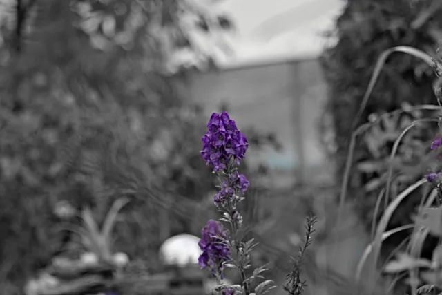 Pentacon 200mm f4  G.D.R.  (M42) - 00000039.jpg