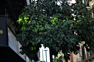 Zenith Helios-77M-4 50mm f1.8 VOMZ (M42) - 00000180.webp