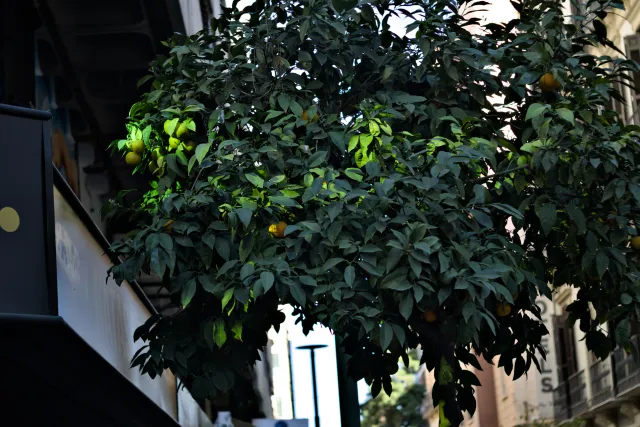 Zenith Helios-77M-4 50mm f1.8 VOMZ (M42) - 00000180.webp