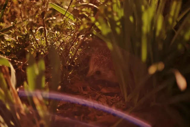 Canon FD 50mm f1.4 SSC (FD) - 00005562.webp