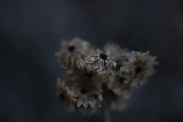 Kilfitt Makro-Kilar D f2.8 40mm (EXA) - 00004879.webp