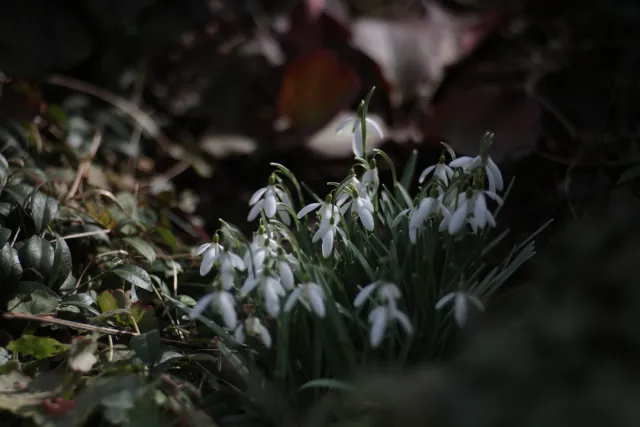 Meyer-Optik Görlitz Orestor 100mm f2.8 (EXA) - 00005144.webp