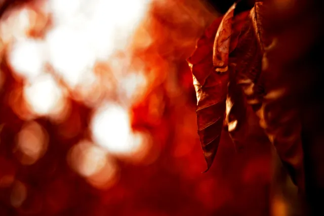 Kilfitt Makro-Kilar D f2.8 40mm (EXA) - 00005317.webp