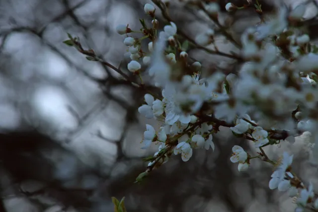 Canon FD 70-210mm f4 (FD) - 00005462.webp