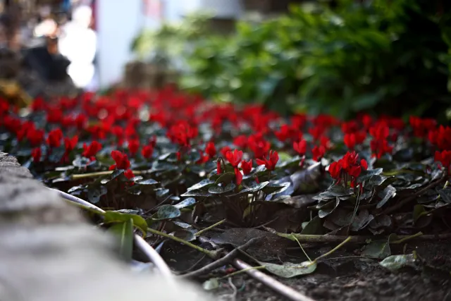 Simplex Ampro Ltd 2.5cala (63.5mm) f1.8 16mm (DIY) - 00003157.webp