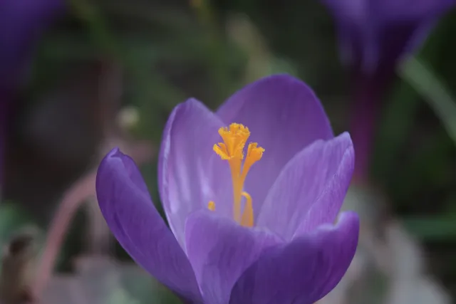 Carl Zeiss Jena DDR MC Sonnar 135mm f3.5 (M42) - 00005165.webp