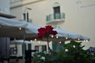 Meyer-Optik Görlitz Primagon 35mm f4.5 (M42) - 00000145.webp