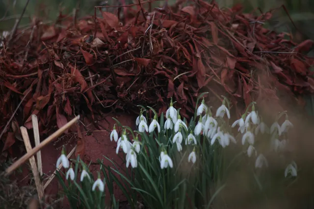 Isco-Göttingen Edixa Westromat 135mm f3.5 (M42) - 00004989.webp