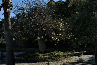 Tamron 28-300mm F3.5-6.3 (EF) - 00000765.webp