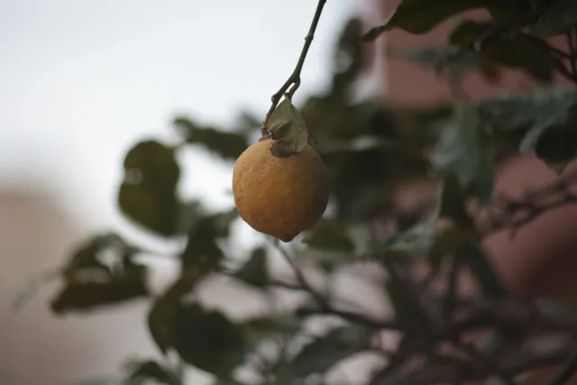 Tair-11A 135mm f2.8 (M42) - 00003315.webp