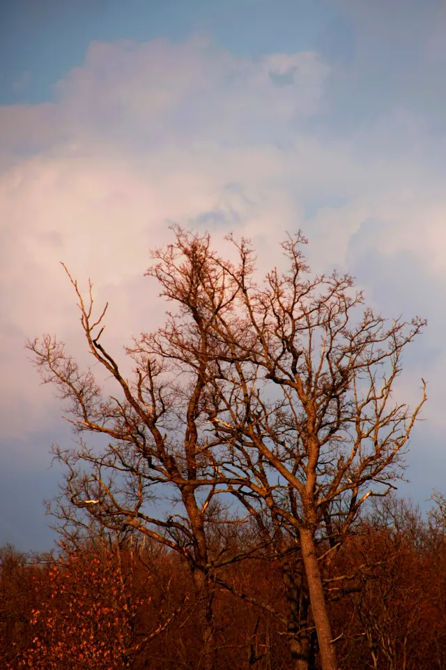 Spiratone Plura-Coat SharpShooter-S 400mm f6.3 (T2-M42) - 00005312.webp